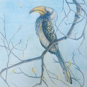 Bird Paintings southern yellow-billed hornbill Harare Zimbabwe Nalini Ratanje