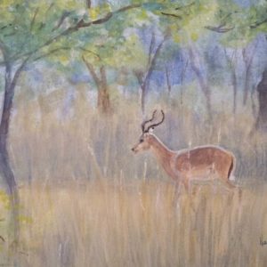 Impala buck in the wild painting art Nalini Ratanje Harare Zimbabwe