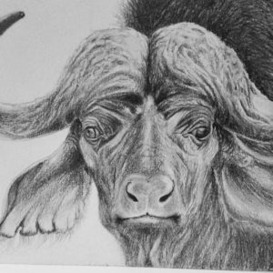 Buffalo Pencil Sketch Art Nalini Ratanje Harare Zimbabwe
