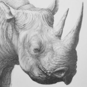 Rhino Pencil Sketch Art Nalini Ratanje Harare Zimbabwe