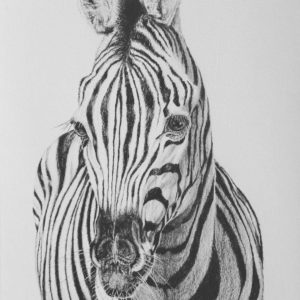 Zebra Pencil Sketch Art Nalini Ratanje Harare Zimbabwe