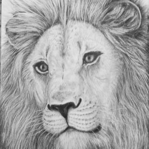 Lion Pencil Sketch Art Nalini Ratanje Harare Zimbabwe