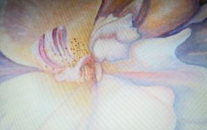 White Rose Oil On Canvas Painting Detailed Naina Nalini Ratange Artist Painter Harare Zimbabwe