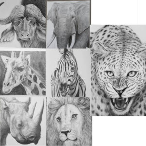 Wildlife pencil drawing set of 7 greeting cards