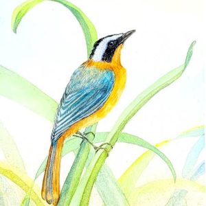 Robin Chat On Leaves Bird Painting  B7
